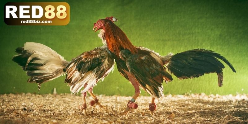 Đá Gà Đòn – Tinh Hoa Võ Thuật Dân Gian Việt Nam Tại RED88 1 Đá gà đòn là hình thức cược gà ăn khách