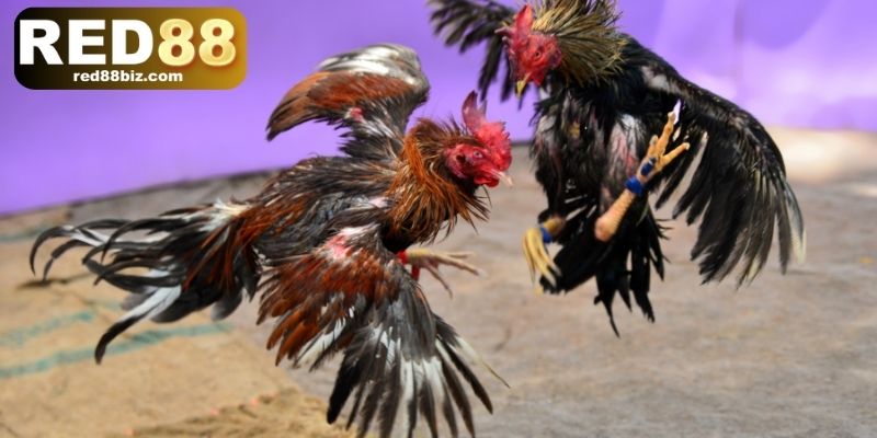 Đá Gà Đòn – Tinh Hoa Võ Thuật Dân Gian Việt Nam Tại RED88 2 Đấu gà đòn có nguồn gốc lâu đời tại nước ta