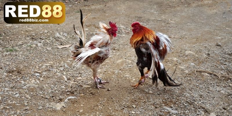 Đá Gà Đòn – Tinh Hoa Võ Thuật Dân Gian Việt Nam Tại RED88 3 3 điểm đặc biệt của gà đá đòn