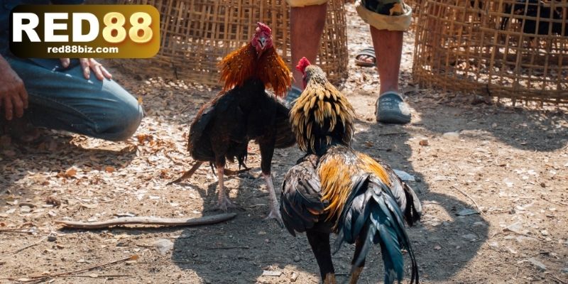 Đá Gà Đòn – Tinh Hoa Võ Thuật Dân Gian Việt Nam Tại RED88 4 Thể lệ tổ chức đá gà đòn chi tiết từ quy tắc cơ bản